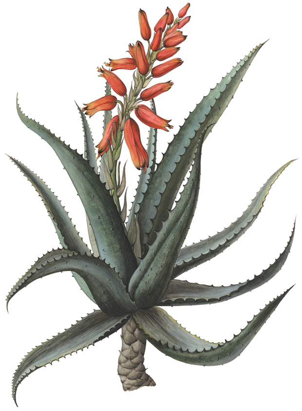 Bettina Buresch Zeichnung Aloe