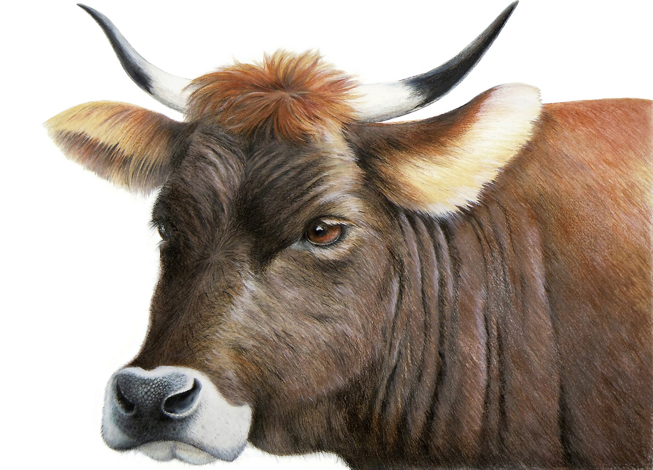 Bettina Buresch Zeichnung Kuh